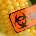 Photo illustrating dangerous GM maize