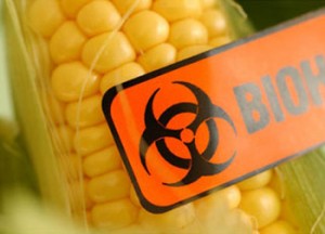Photo illustrating dangerous GM maize