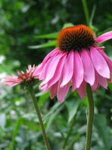Photo of an echinacea flower