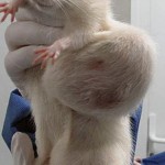 Photo of a rat with a mammary tumour