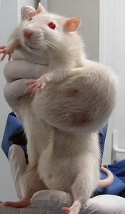 Photo of a rat with a mammary tumour