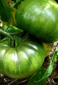 Photo of green tomatoes