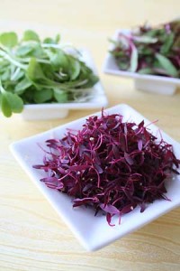 Photo of bowls of microgreens