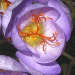 Close up photo of a saffron crocus