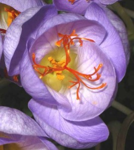Close up photo of a saffron crocus