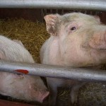 Photo of pigs in a cage