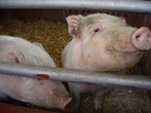 Photo of pigs in a cage