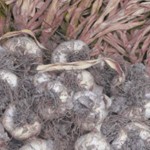 Photo of dried garlic at Trill Farm