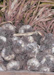 Photo of dried garlic at Trill Farm