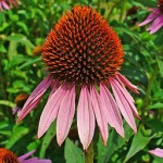 Close up photo of echinacea purpurea flower