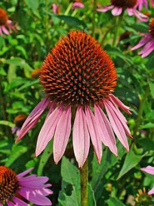 Close up photo of echinacea purpurea flower