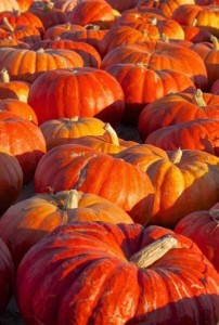 Photo of a field of large pumpkins