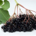 Photo of elderberries