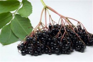 Photo of elderberries