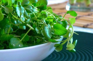 Photo of watercress in a bowl