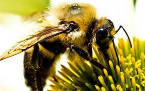 Close up photo of a bee on a flower