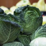 Photo of cabbages