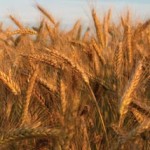 Photo of a wheat field