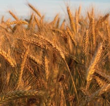 Photo of a wheat field