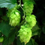 Close up photo of hops