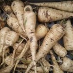 Close up photo of parsnips