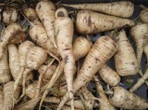 Close up photo of parsnips