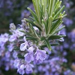 Close up photo of rosemary plant with flowers