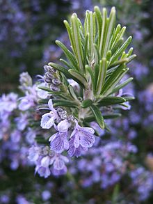 Close up photo of rosemary plant with flowers