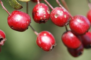 Close up photo of hawthorn berries