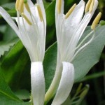Close up photo of Japanese honeysuckle