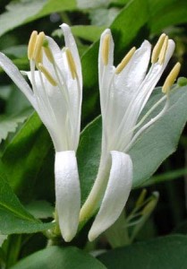 Close up photo of Japanese honeysuckle