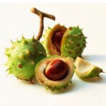 Photo of horse chestnuts in their shell