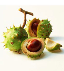 Photo of horse chestnuts in their shell
