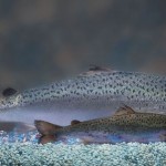 Photo of a GM and non-GM salmon