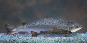 Photo of a GM and non-GM salmon