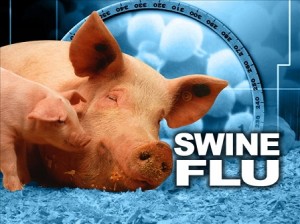 Photo illustrating swine flu