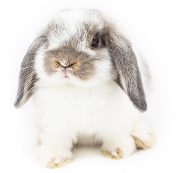 The EU animal testing ban – why the ‘leaping bunny’ logo is still important