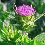Photo of milk thistle flower