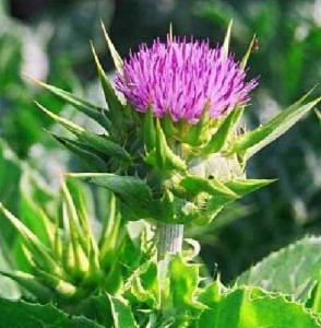 Photo of milk thistle flower