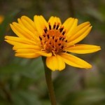 Close up photo of Wedelia chinensis