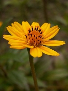 Close up photo of Wedelia chinensis