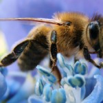 Photo of a bee on a blue flower