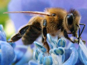 Photo of a bee on a blue flower
