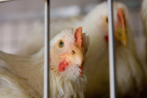 Photo of a chicken in a cge