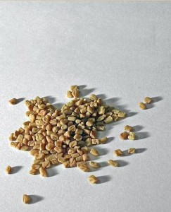 Photo of fenugreek seeds [Image: Rilke -wikimedia Comons]