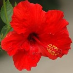 Close up photo of a hibiscus flower