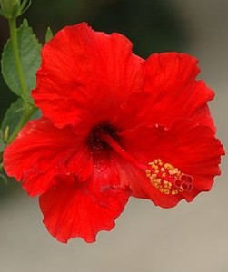 Close up photo of a hibiscus flower