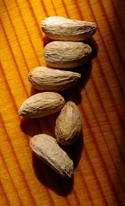 Photo of neem tree seeds