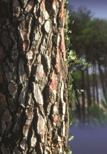 Photo of a pine tree