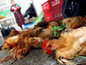 Photo of chickens in a Chinese market